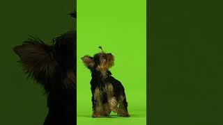 TOP SQUEAKY SOUNDS FOR DOGS dog squeakysound viral [upl. by Buonomo]