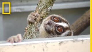 Rescuers Release 20 Javan Slow Lorises Back Into The Wild  National Geographic [upl. by Aw]