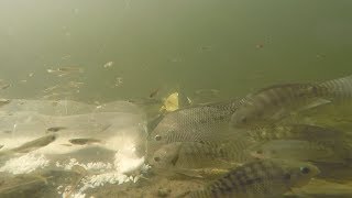 trampa de tilapias en vivo bajo el agua [upl. by Gio]