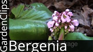 Bergenia cordifolia  Elephant Eared Saxifrage  Elephant Ears  Pig Squeak  How to grow Bergenia [upl. by Navarro334]