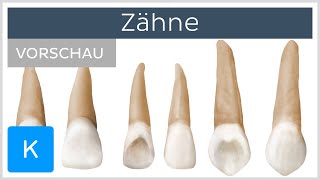 Übersicht über die Zähne Vorschau  Anatomie des Menschen  Kenhub [upl. by Kylen747]