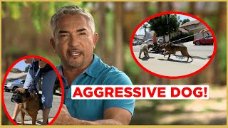 HOW TO CALM AN AGGRESSIVE DOG  Cesar 911 [upl. by Xymenes]