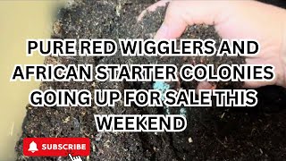 Red Wigglers and African Starter Colonies Sale coming [upl. by Niraj779]