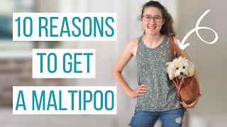 10 REASONS TO GET A MALTIPOO  Why the Maltipoo is the Perfect Dog [upl. by Nosbig]