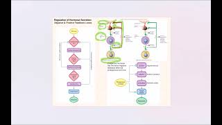 Lecture Video 7 Endocrine System [upl. by Nash]