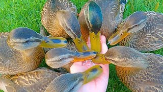 The 7 Headed Hydra 4K Mallard Duck Ducklings [upl. by Eekcaj564]