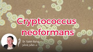 16 Cryptococcus neoformans [upl. by Nadruoj]