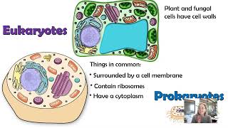 Cell Organelles Updated AP biology topics 21 amp 22 [upl. by Atnahs896]