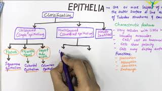 EPITHELIUM  Classification  Basic Histology [upl. by Elkraps]