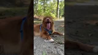 Day In The Life of a Nova Scotia Duck Tolling Retriever [upl. by Evetta]