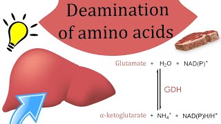 Deamination of amino acids [upl. by Uhp459]