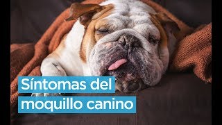 ¿Cuáles son los síntomas del moquillo canino 🐕 👩‍⚕ [upl. by Sharron]