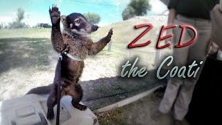 The Newest Family Member Zed the Coatimundi [upl. by Morgen747]