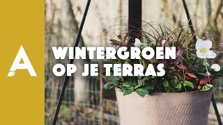 Wintergroen op je terras I Een groener thuis 87 I Angelo Dorny [upl. by Frasco]