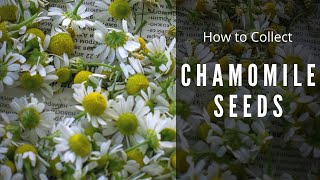 How to save Chamomile Seeds  Collect Matricaria Chamomilla [upl. by Attirehs]