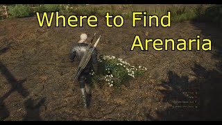 Where to Find Arenaria  The Witcher 3  Where is Arenaria for Specter Oil [upl. by Epilihp]