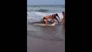 Tiger Shark Caught And Released On Topsail Beach [upl. by Damicke784]