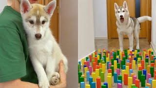 The Funniest Moments with Husky Puppy Olive  Funny Dog Challenge [upl. by Yelnoc]