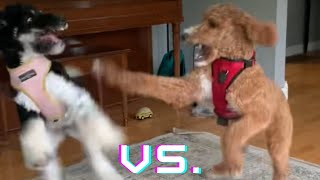 Standard Poodle vs Goldendoodle [upl. by Assilac]