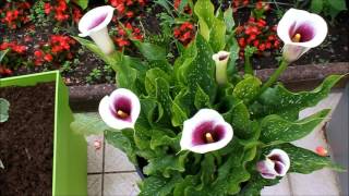 Les arums ou calla ou zantedeschia [upl. by Elysee870]