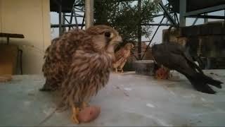 the best kestrel and hubby falcon eating meat [upl. by Alehs40]