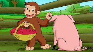 George il contadino ðŸµ Curioso Come George ðŸµ Cartoni per Bambini [upl. by Ina]