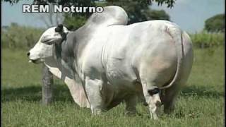 Touro Nelore Rem Noturno Semex [upl. by Alis914]