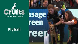 Flyball Competition Young Kennel Club Flyball Finals followed by the Quarter Finals  Crufts 2023 [upl. by Yllor]