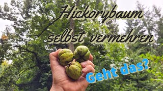 Hickory Einen Baum selbst aus der Nuss ziehen  Plant a hickory tree yourself from the nut [upl. by Aurlie]