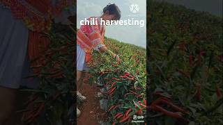 chili harvesting chilivideo harvesting farming shorts [upl. by Swart605]