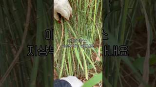 Cutting the asparagus stem asmr farming [upl. by Bainbrudge]