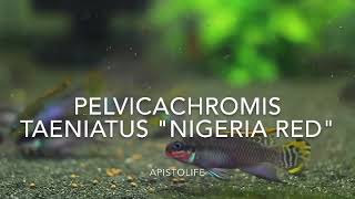 Pelvicachromis taeniatus NIGERIA RED [upl. by Ardeth]