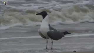 Laughing Gulls at the beach [upl. by Armalla]