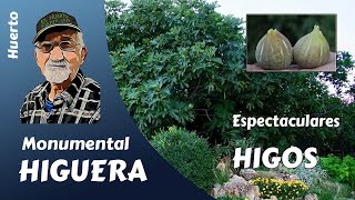 𝗛𝗜𝗚𝗨𝗘𝗥𝗔 Monumental higuera espectaculares y sabrosos higos [upl. by Schach]