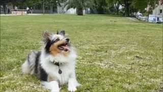 Amazing Sheltie Tricks  Positive Trainning [upl. by Asiar]