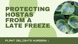 How to Protect Hostas from a Late Freeze [upl. by Cyndia]