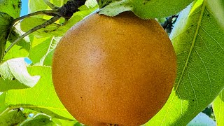 Shinkou Pear Picking Day fruitpicking pear fruit live [upl. by Oona]