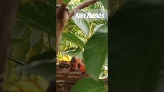 Baby bulbuls in our kitchen garden bulbul wildlife [upl. by Jenelle]