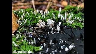 Geweihförmige Holzkeule Xylaria Hypoxylon [upl. by Gibbons]