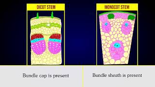 Anatomical differences between dicot stem and monocot stem [upl. by Westmoreland]