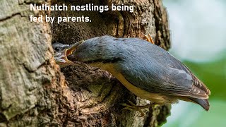 Eurasian nuthatch nestlings [upl. by Turne832]