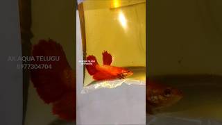 FULL RED BETTA BREEDING PAIR SHIPPING VIZAG 💓 akaquatelugu bettafishbreeding bettafish tranding [upl. by Reichert]