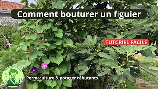 Comment bouturer un figuier 😊Tutoriel facile débutants [upl. by Aneehsat]