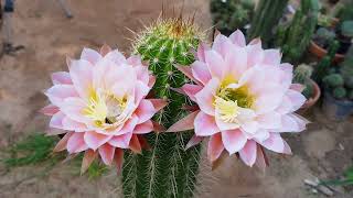 Cactus Classics Trichocereus Hybrid FIRST LIGHT [upl. by Saddler]