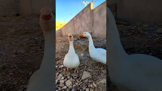 Quacktastic Morning Vibes Cute Goose Ducks Morning Show🦆☀️CuteDucks MorningShow GooseLife [upl. by Diann]