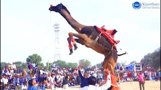 New Dj Song 2019  Rajasthani Video Song  New Marwadi Dance 2019 [upl. by Llenwad]