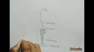 gametophyte bearing sporophyte of funaria  how to draw funaria bryophta [upl. by Eentruoc]