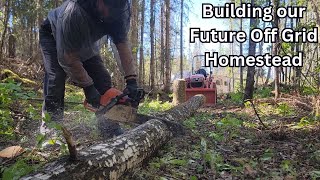 Building our Future Off Grid Homestead  Tree Felling Removing Stumps Building a Driveway EP 4 [upl. by Lancey]