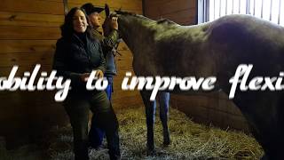 Improve You Horses Joint mobility to Improve His Flexibility for Performance Posture Hoof Balance [upl. by Anes]