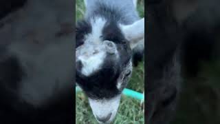 Forrest doing a backyard fancy dance cutegoats pygmygoats dancinggoats [upl. by Hilten290]